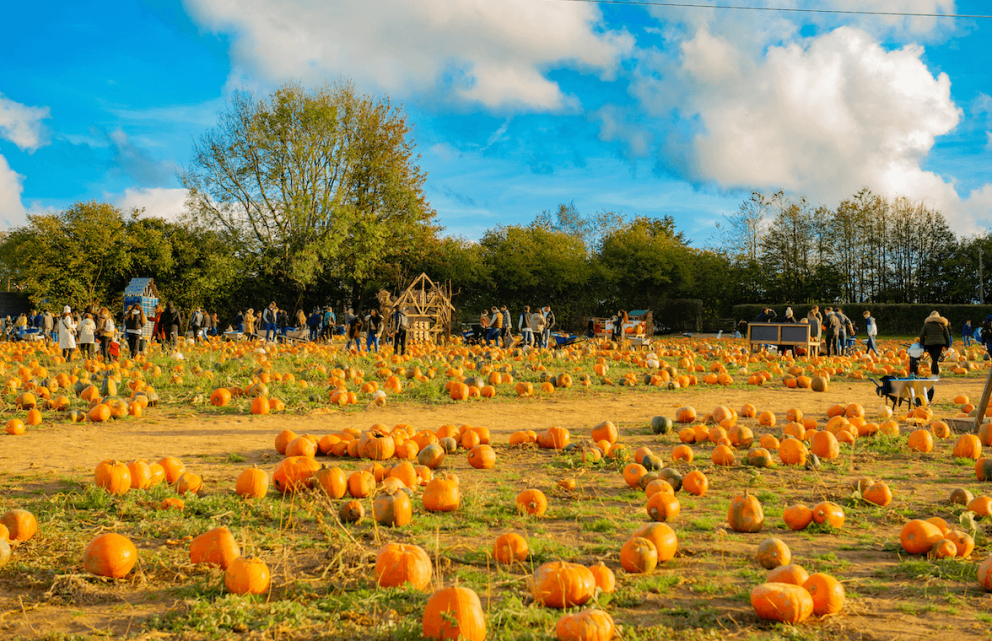 Pumpkin patch
